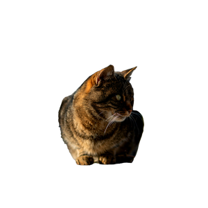 Selective Focus Photography Of Tortoiseshell Cat On Ground – cat PNG with transparent background