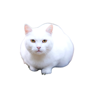 Selective Focus Photography Of White Cat – cat PNG with transparent background