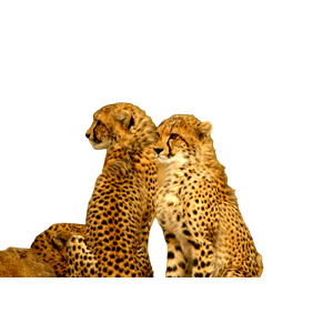 Selective Photography Two Cheetahs – cat PNG with transparent background
