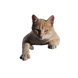 Cat PNG image: Shallow Focus Photo Of Orange Cat - transparent background