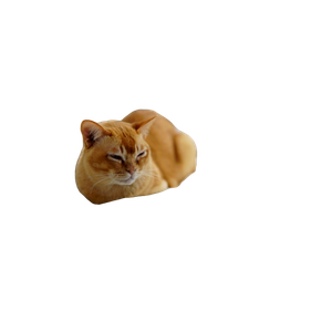 Cat PNG image: Shallow Focus Photo Of Orange Cat Near Laptop Computer - transparent background