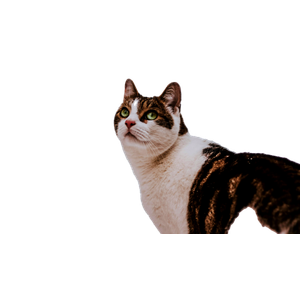 Shallow Focus Photo Of White And Black Cat - Cat PNG image with transparent background