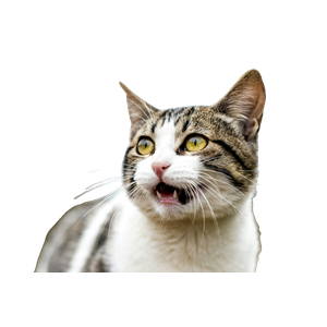 Cat PNG image: Shallow Focus Photo Of White And Gray Cat - transparent background
