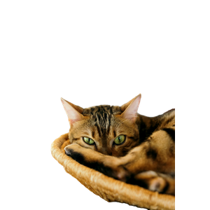 Cat PNG image: Shallow Focus Photography Of Brown Cat - transparent background