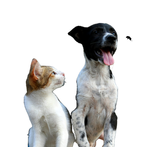 Shallow Focus Photography Of Dog And Cat