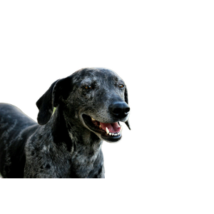 Shallow Focus Photography Of Dog Panting – cat PNG with transparent background