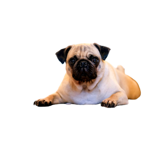Related cat image: Shallow Focus Photography Of Fawn Pug