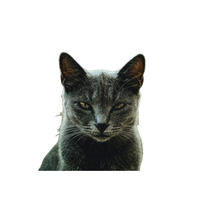 Shallow Focus Photography Of Gray Cat – cat PNG with transparent background