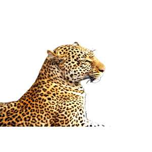 Shallow Focus Photography Of Leopard