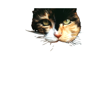 Shallow Focus Photography Of Orange, Black, And White Cat – cat PNG with transparent background