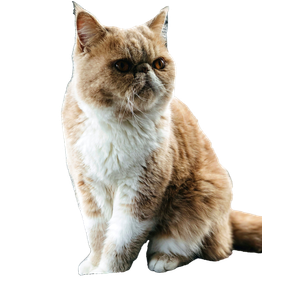 Shallow Focus Photography Of Orange Persian Cat