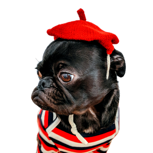 Shallow Focus Photography Of Pug – cat PNG with transparent background