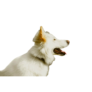 Shallow Focus Photography Of White Dog – cat PNG with transparent background