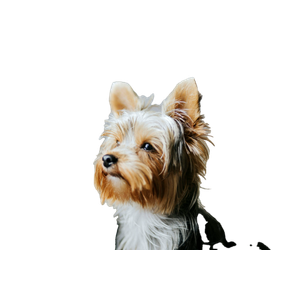 Shallow Focus Photography Of Yorkshire Terrier – cat PNG with transparent background