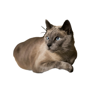 Cat PNG image: Shallow Focus Photography Siamese Cat - transparent background
