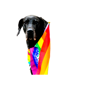Short Coat Black Dog During Daytime Photo – cat PNG with transparent background