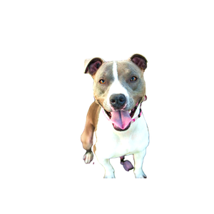 Related cat image: Short Coat Tan And White Dog With Grey Leash