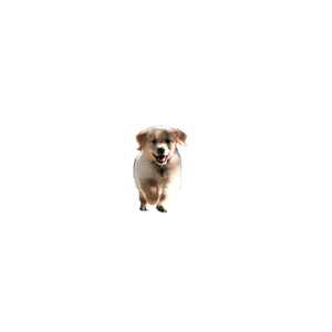 Short Coated Beige Puppy – cat PNG with transparent background