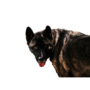 Short Coated Black And Brown Dog