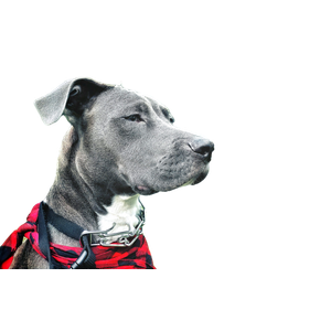 Short Coated Black And White Dog – cat PNG with transparent background
