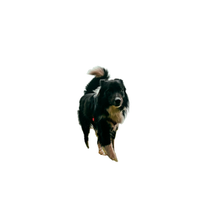 Short Coated Black And White Dog – cat PNG with transparent background