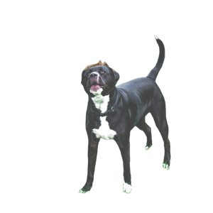 Short Coated Black And White Dog – cat PNG with transparent background