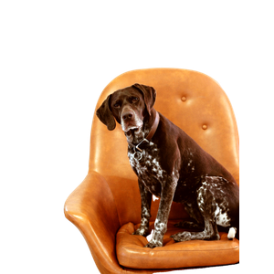Related cat image: Short Coated Black And White Dog On Orange Leather Armchair