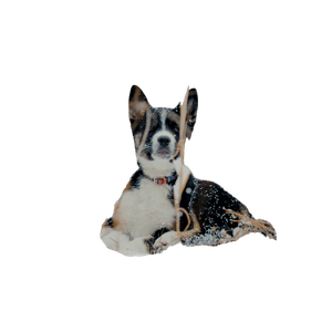 Short Coated Black And White Dog On Snowy Field – cat PNG with transparent background