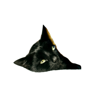 Cat PNG image: Short Coated Black Cat Lying On Bed Inside Room - transparent background
