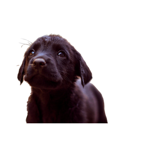 Short Coated Black Dog – cat PNG with transparent background