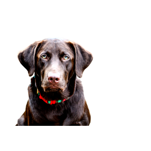 Short Coated Black Dog – cat PNG with transparent background