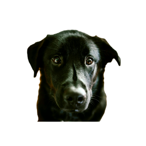 Short Coated Black Dog – cat PNG with transparent background