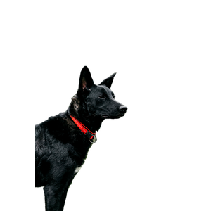 Short Coated Black Dog – cat PNG with transparent background