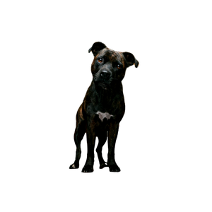 Short Coated Black Dog – cat PNG with transparent background