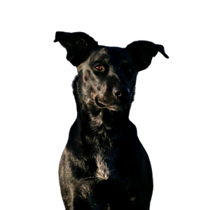 Short Coated Black Dog – cat PNG with transparent background