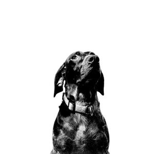 Short Coated Black Dog – cat PNG with transparent background