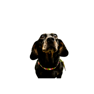 Short Coated Black Dog Screenshot – cat PNG with transparent background