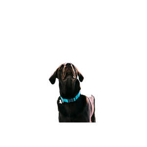 Short Coated Black Dog Standing On Snowfield – cat PNG with transparent background