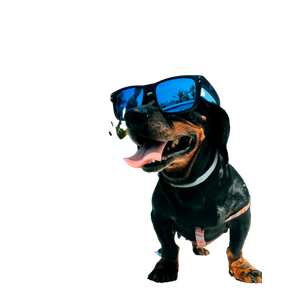 Short Coated Black Dog Wearing Sunglasses – cat PNG with transparent background