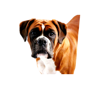 Short Coated Brown And Black Dog In Close Up Photo – cat PNG with transparent background