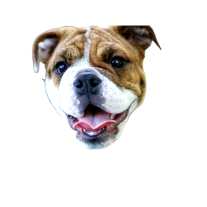 Short Coated Brown And White Dog – cat PNG with transparent background