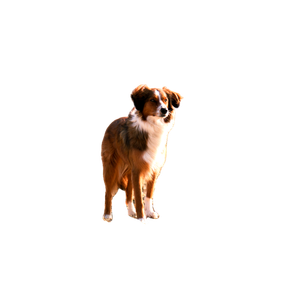 Short Coated Brown And White Dog – cat PNG with transparent background