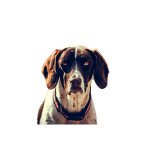 Short Coated Brown And White Dog – cat PNG with transparent background