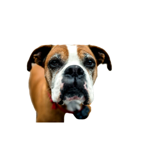 Short Coated Brown And White Dog – cat PNG with transparent background