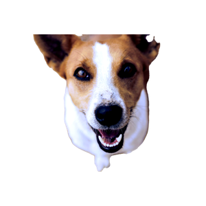 Short Coated Brown And White Dog Sitting – cat PNG with transparent background