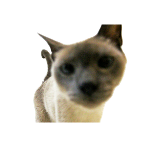 Short Coated Brown Cat – cat PNG with transparent background