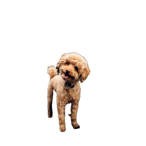Short Coated Brown Dog – cat PNG with transparent background