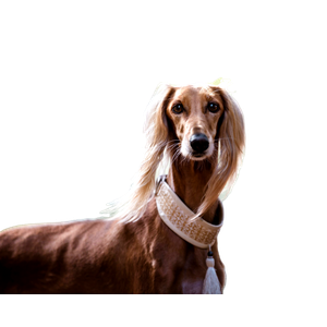 Short Coated Brown Dog – cat PNG with transparent background