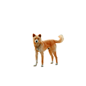 Short Coated Brown Dog – cat PNG with transparent background