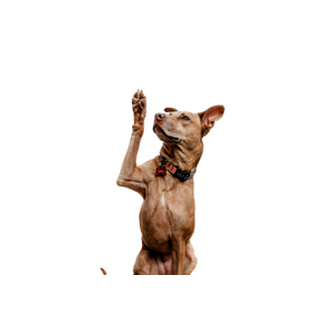 Short Coated Brown Dog – cat PNG with transparent background
